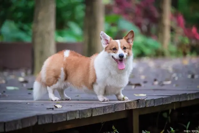 柯基犬