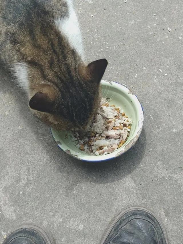 除了貓糧，還有什麼可作為正餐？