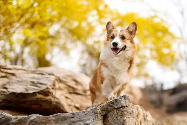 柯基犬