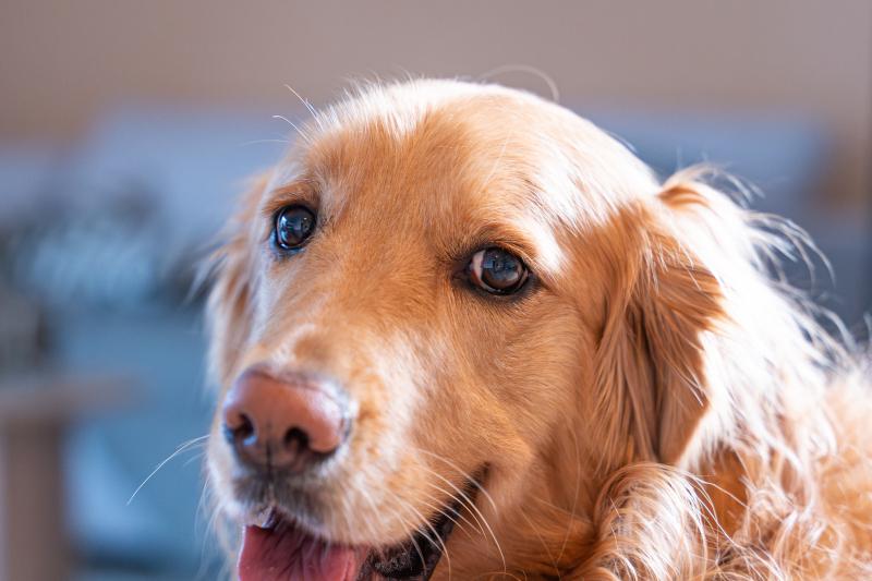 黃金獵犬-探究英國金毛與美國金毛的差異