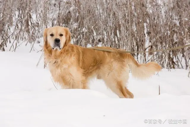 幼犬多大開始吃成犬狗糧？