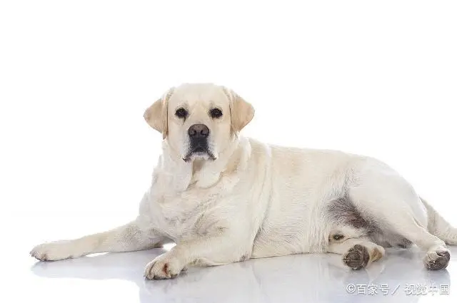 狗糧應該怎麼選