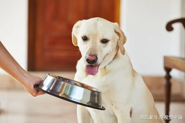 狗狗挑食怎麼辦？