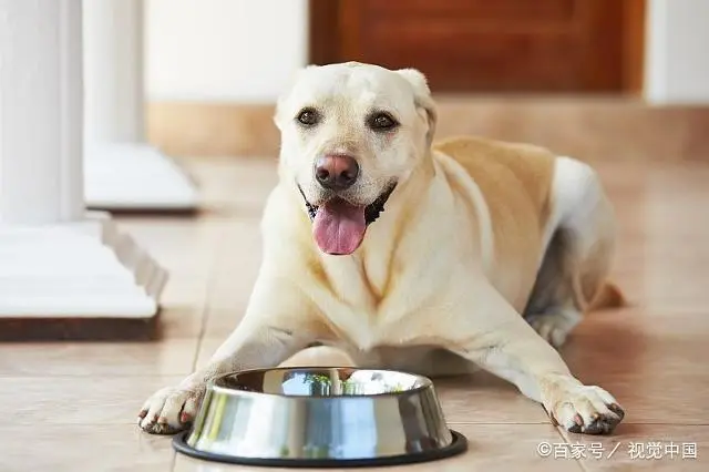 狗狗厭食、挑食、不吃狗糧？ 原來是你餵錯了！