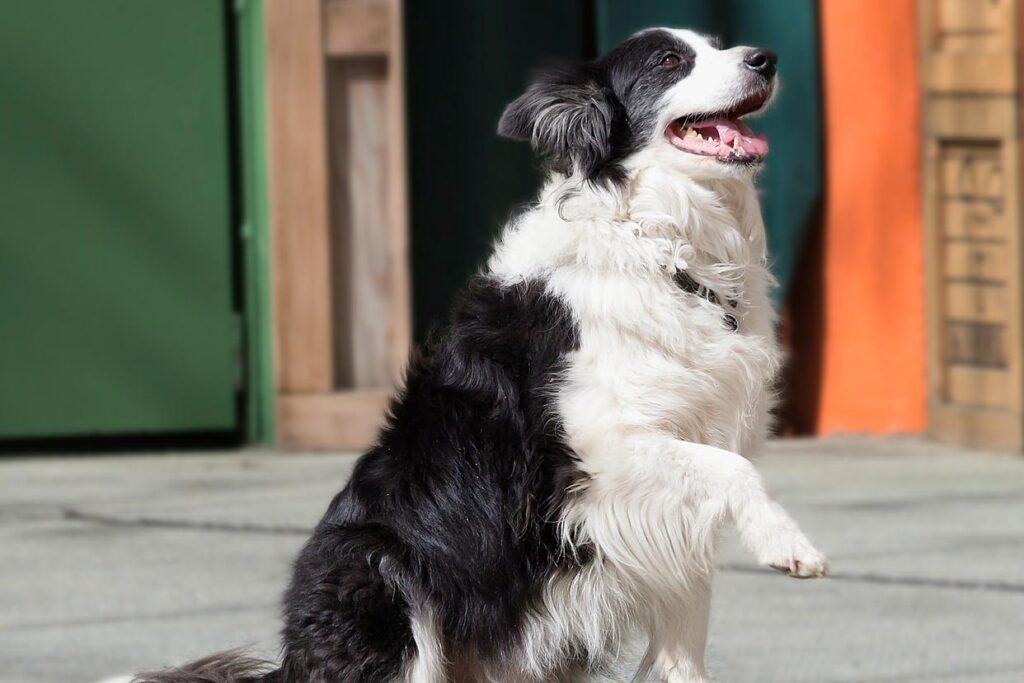 邊境牧羊犬